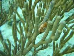 Curacao, Canon S400 by Eugene Tkachenko 
